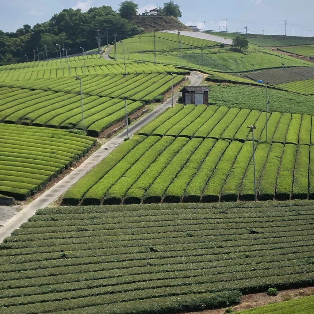 九州の茶畑へ